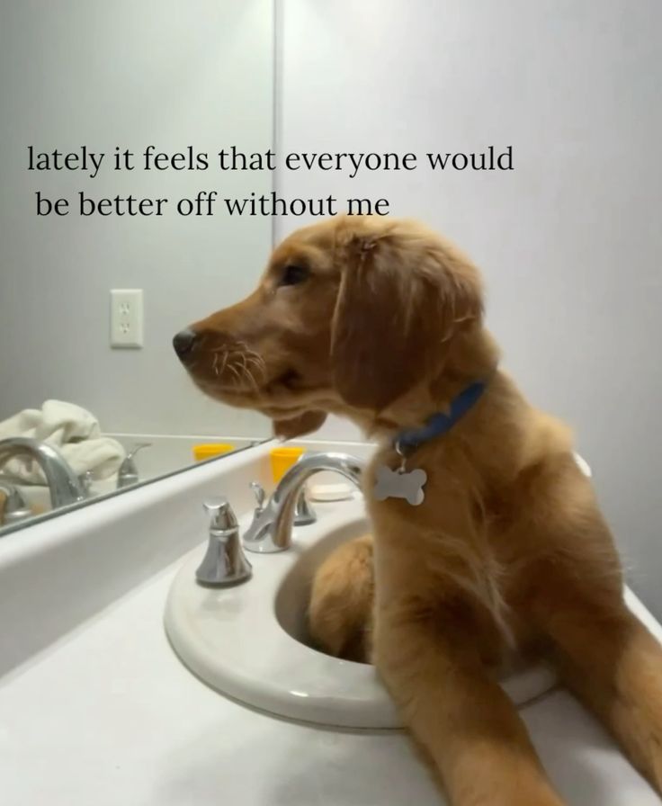 caninepoetry (@caninepoetry_) on Twitter photo 