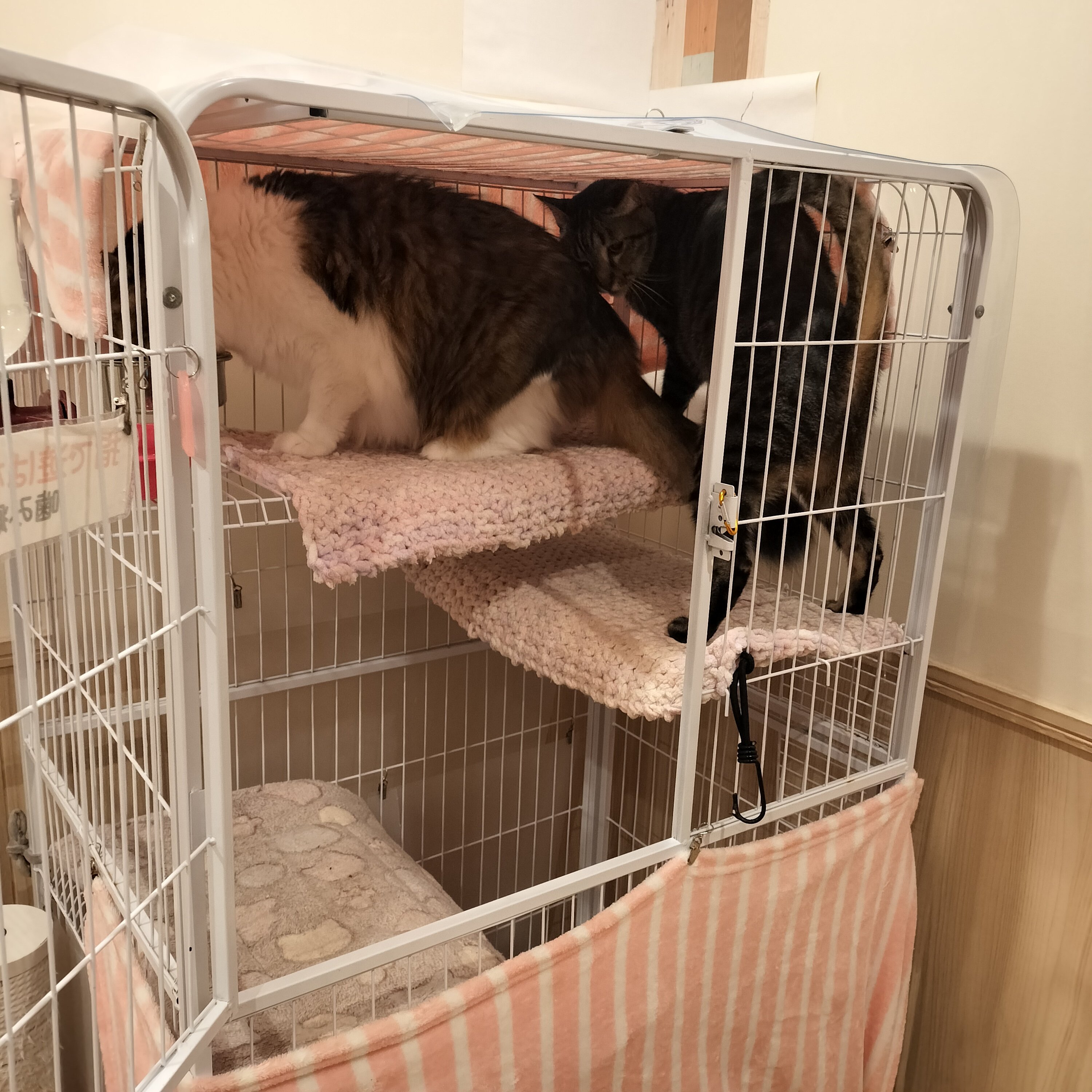 けい様　取り置き中　三毛猫ドラマー　流れ星流れるクローバー畑　Bathroom 楽天市場】ペットカメラ ペットロボット 1080 バッテリー長持ち