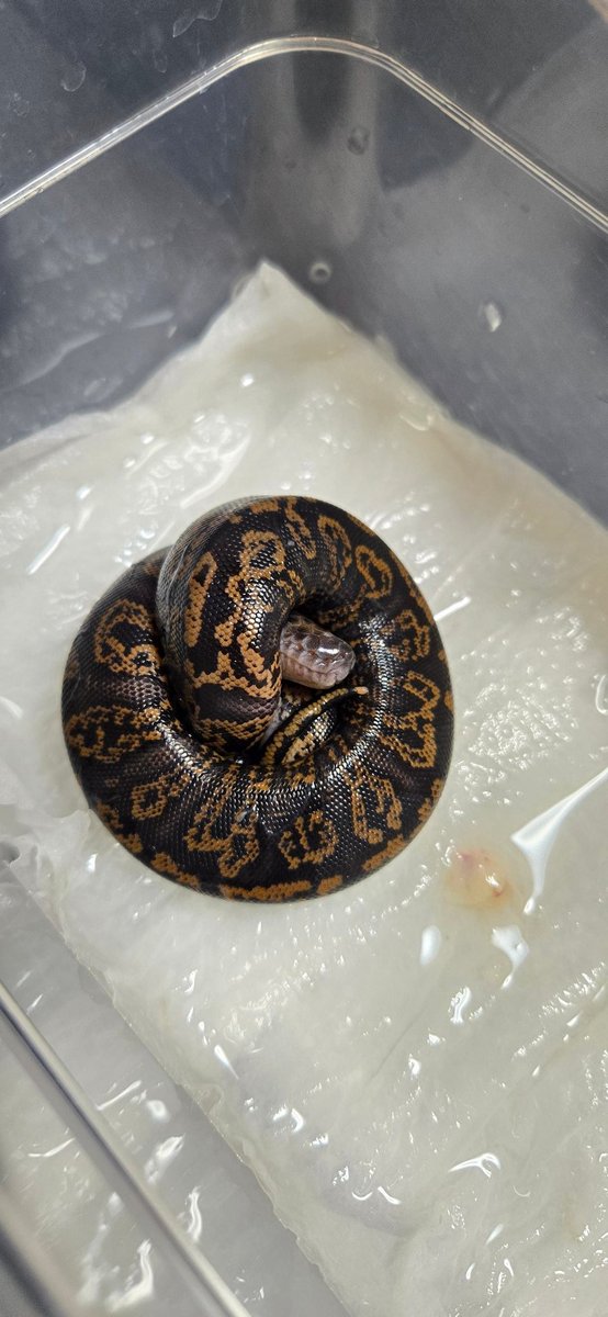 ガラガラヘビ様 ダイヤガラガラヘビ - Wikipedia