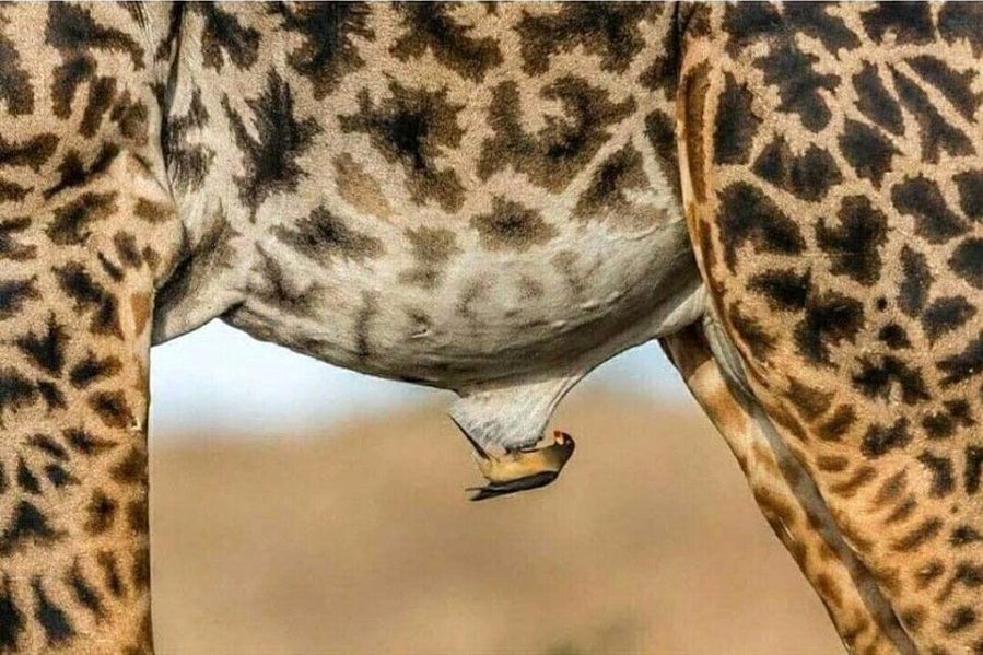 Африканский волоклюй отдыхает на члене жирафа. 
А вы где отдыхали этим летом?