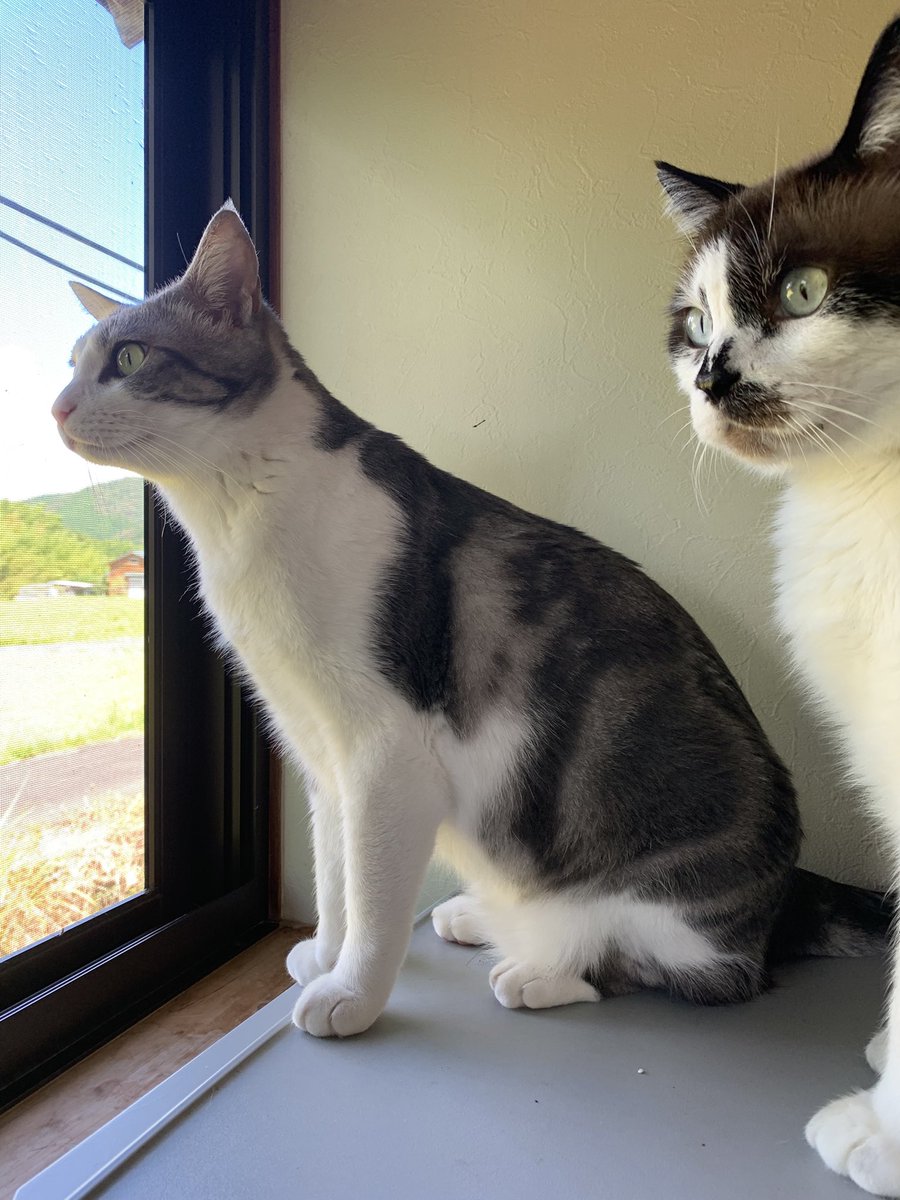 ゴル「おまえもりっぱになったニャ」
ゴア「アニキのおかげっす」

#保護猫と暮らす #お兄ニャン #うちの子記念日