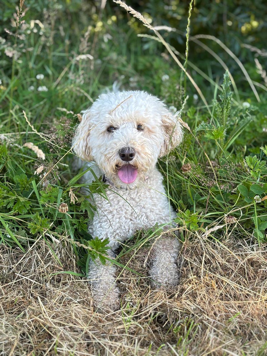 PCABlackpool's tweet image. We can’t wait to welcome you all back to PCA on Wednesday 3rd September, as we begin the new academic year together! Daisy can’t wait to see you all and hear about your summer 🐶☀️📚 @PCAprimary @PCAsecondary @PCAOracle @SeaViewTrust