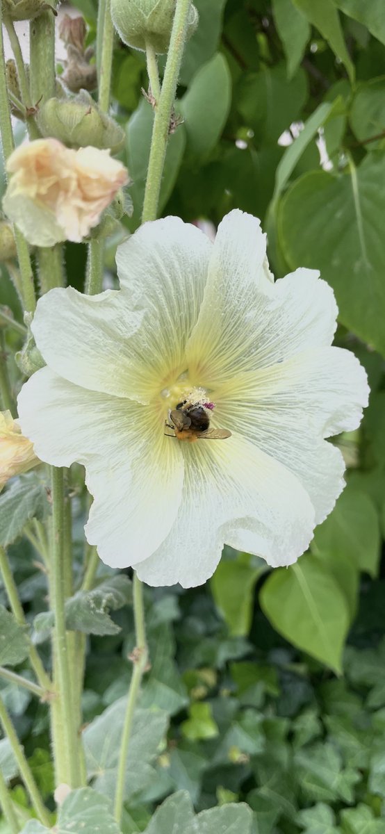 Morning💛…. Happy #SundayYellow 😊…. Have a good one….