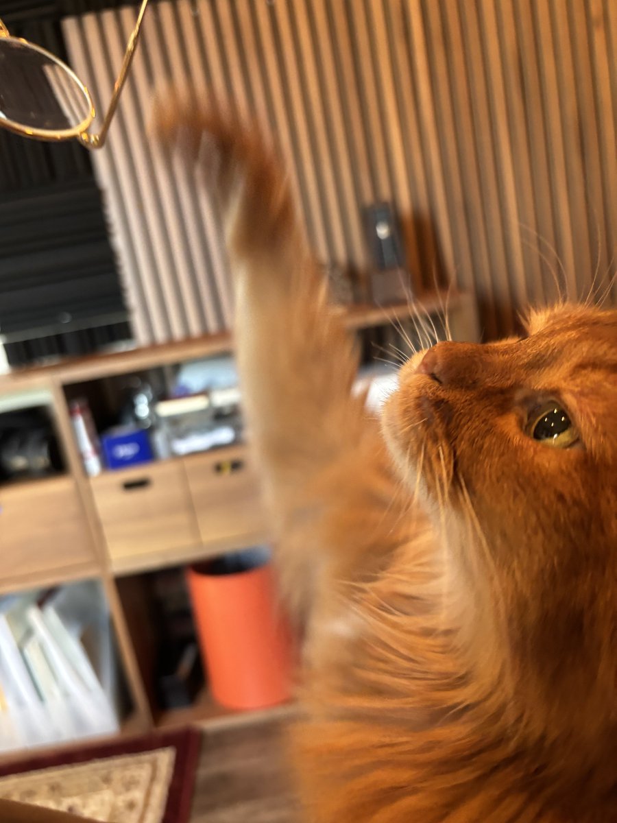 メガネよこせオラーーーー！！