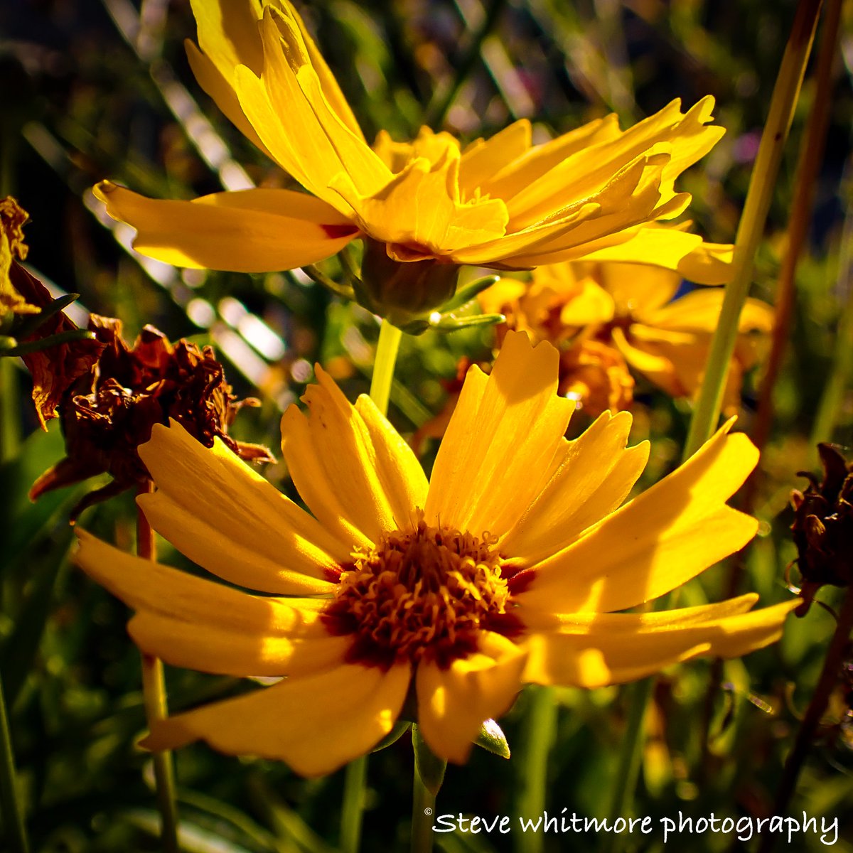 #SundayYellow Lance-Leaved Coreopsis.