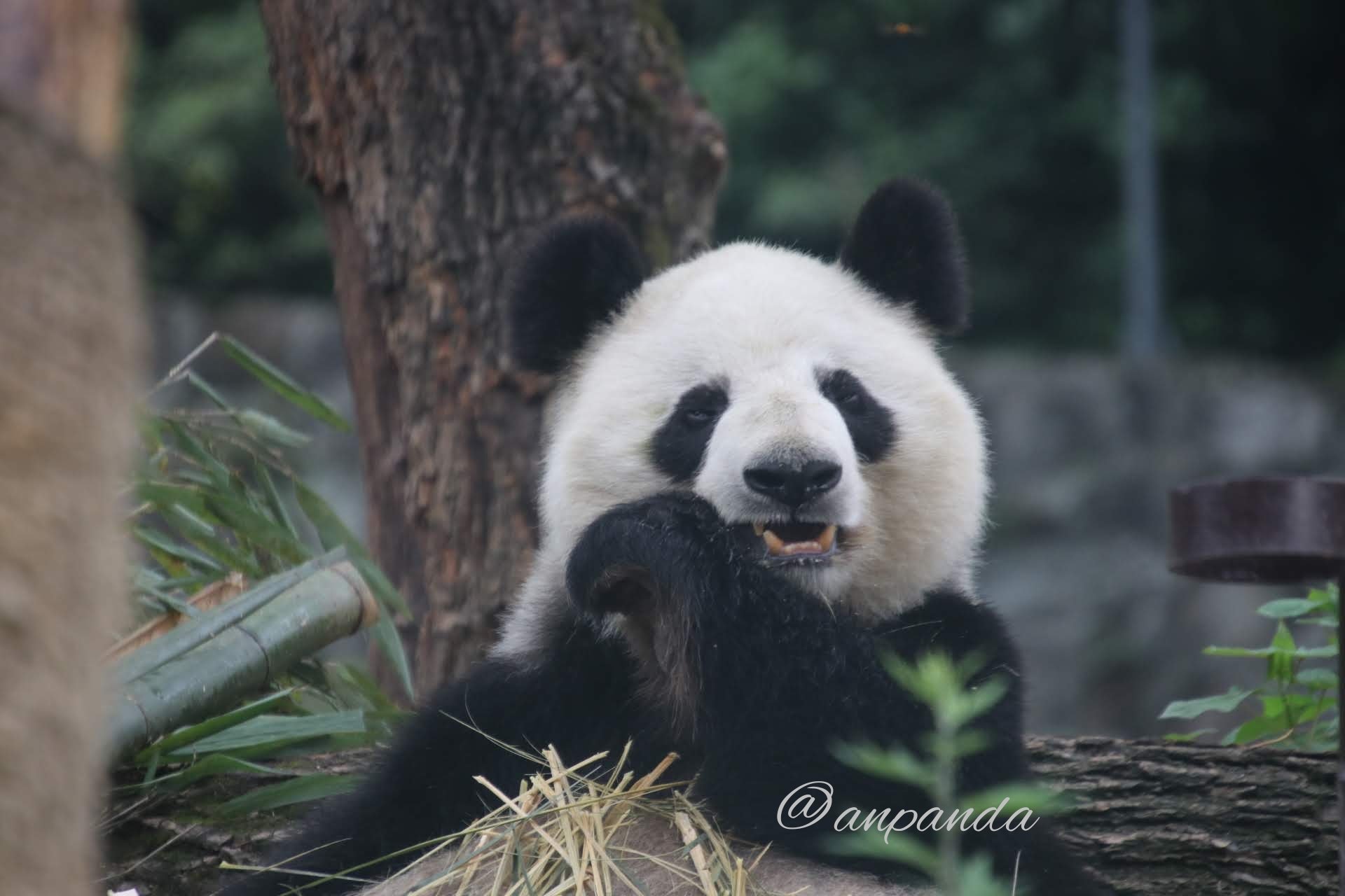 赤パンダ９９９❗️ 赤パンダ999❗️ Chinese Panda 2018 Silver Bullion Coins
