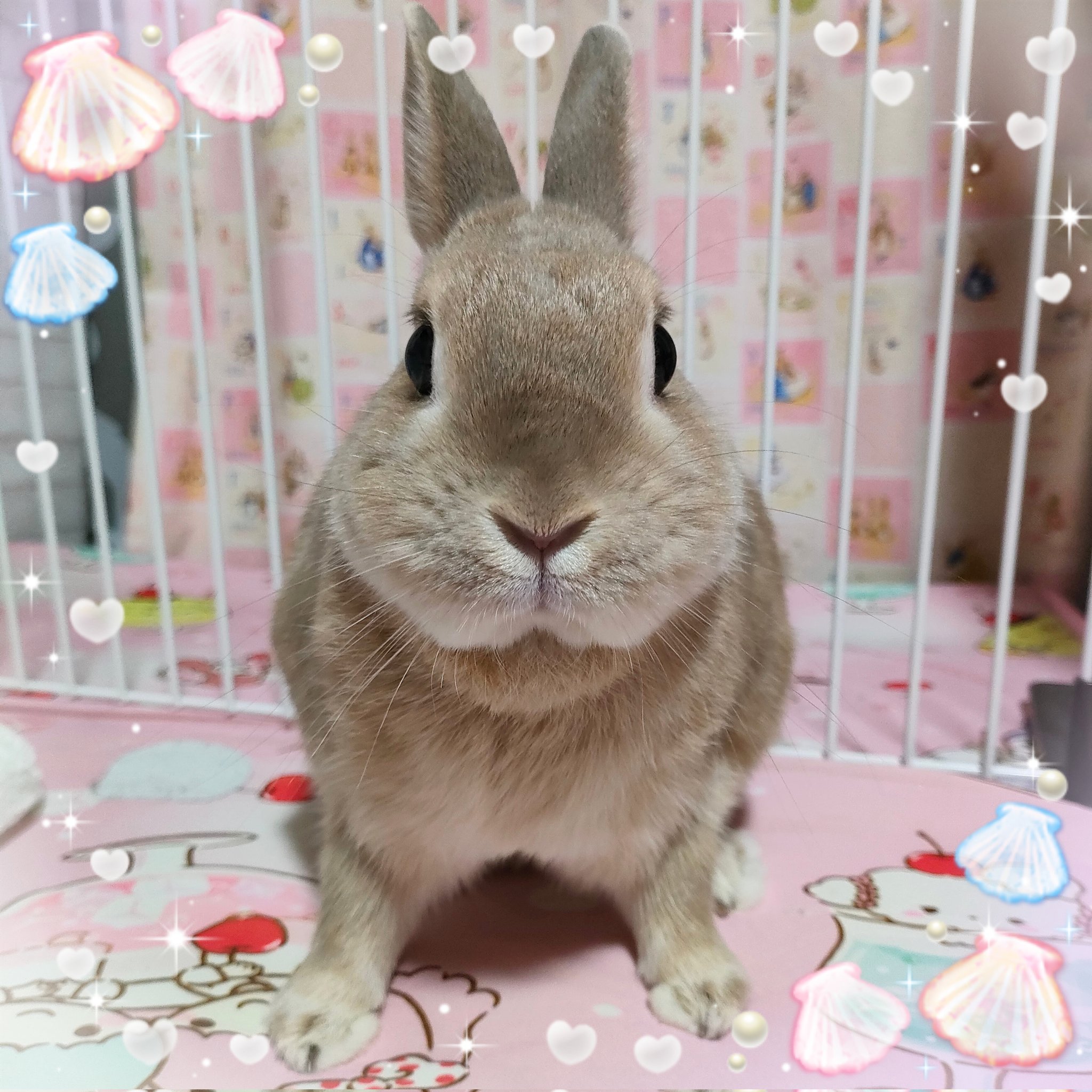 ❤︎ ❤︎ ❤︎ むらさきうざぎさん ❤︎ ❤︎ ❤︎ スマホを眺めるうさおじょ . . . #うさぎお嬢さま #うさおじょ