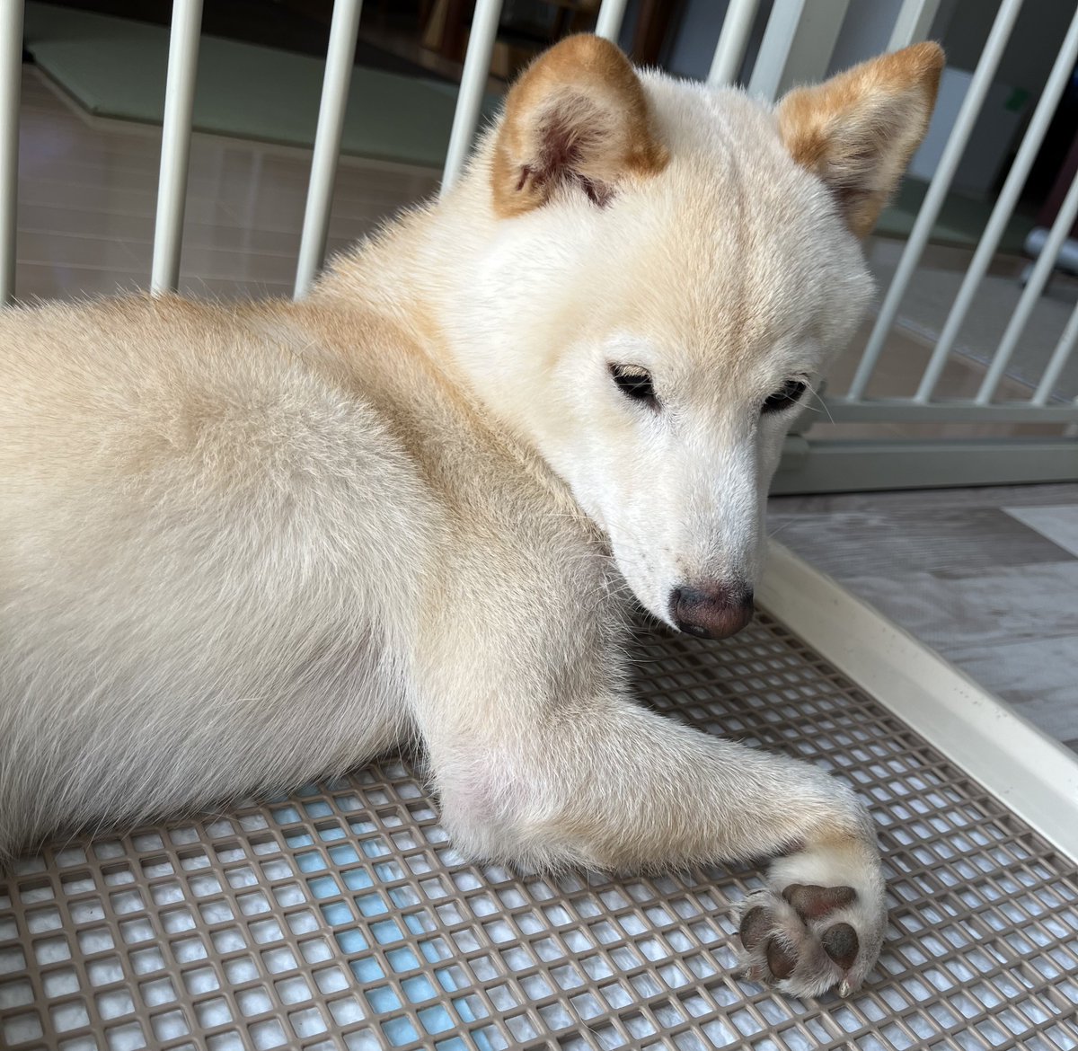 犬吸いしたらこの顔
お腹は芝生とお日様みたいな匂いなのに頭はワカメみたいな匂いする