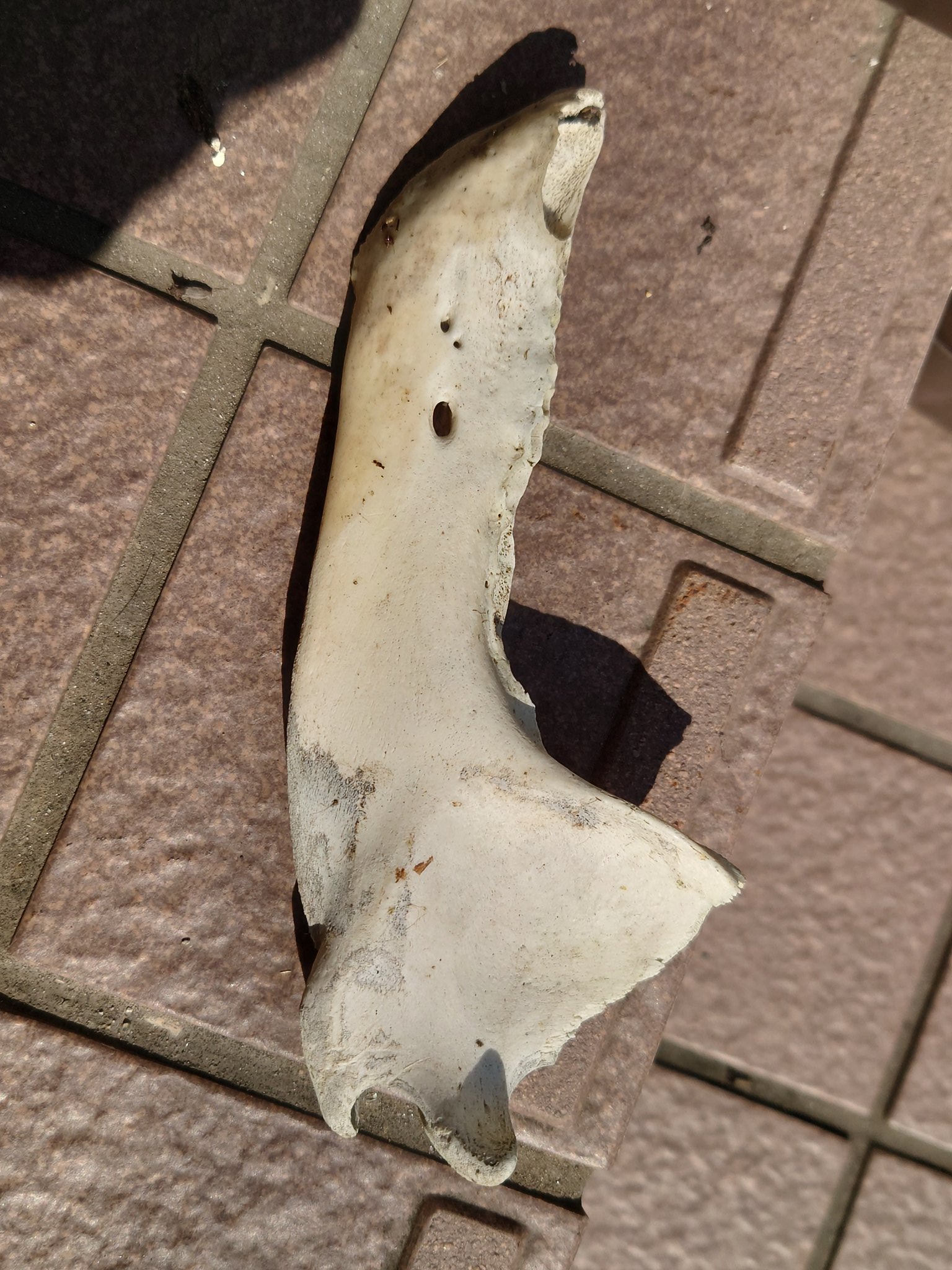 動物の顎骨 獣の牙 熊？ニホンオオカミ？ マタギ いらたか念珠 イタコ 魔除け 動物の顎骨 獣の牙 熊？ニホンオオカミ？ マタギ いらたか念珠