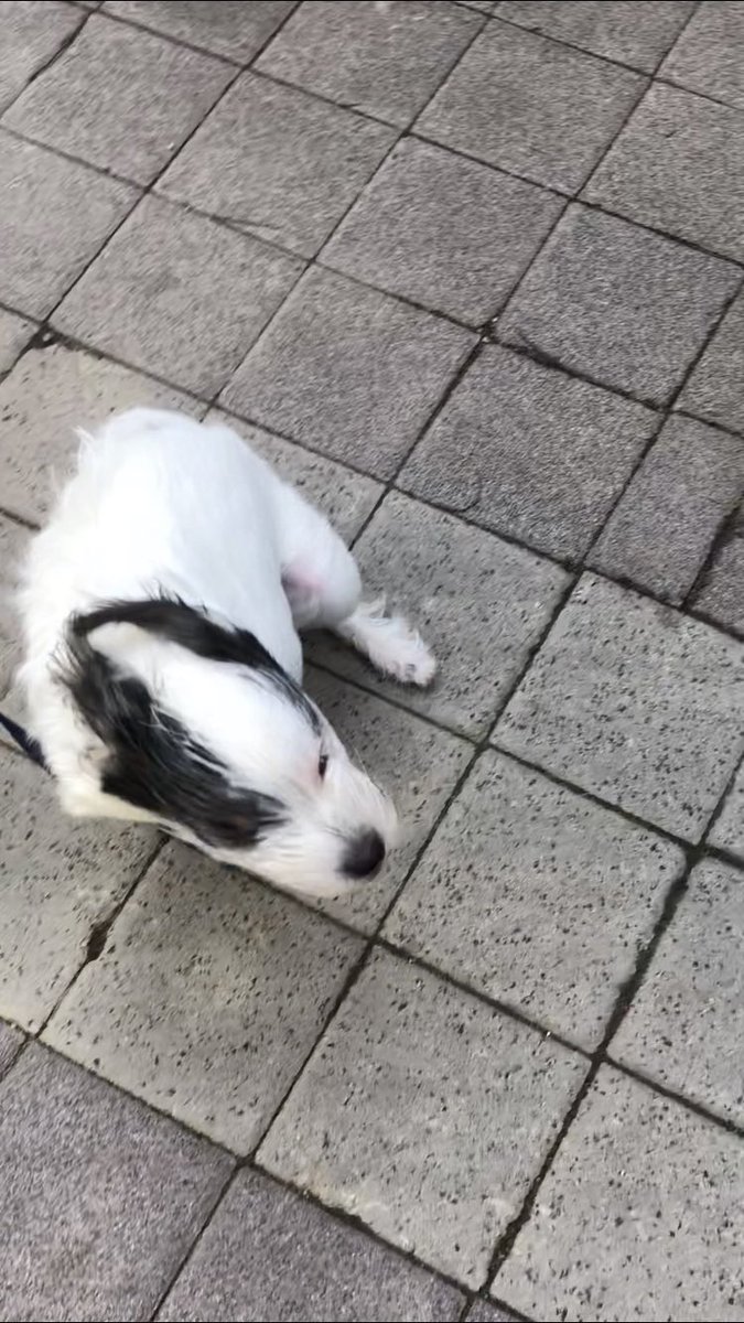 waxxvexx_'s tweet image. 바람과 싸우는 우리 집 강아지 보여드릴게요