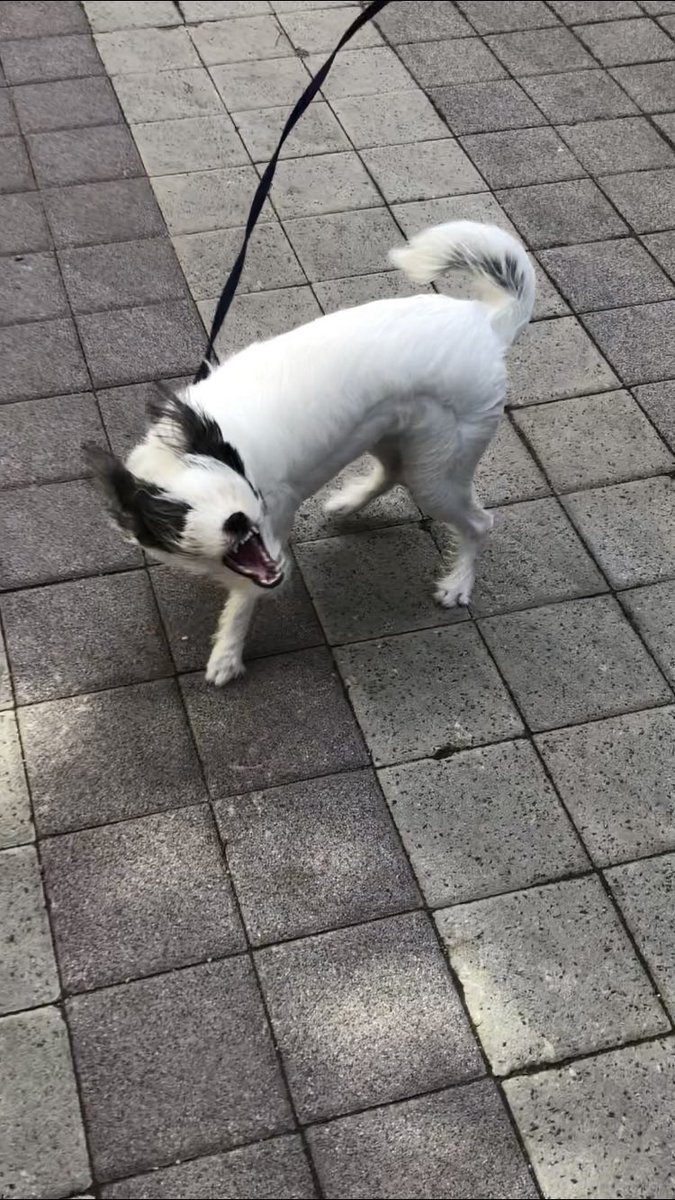 waxxvexx_'s tweet image. 바람과 싸우는 우리 집 강아지 보여드릴게요