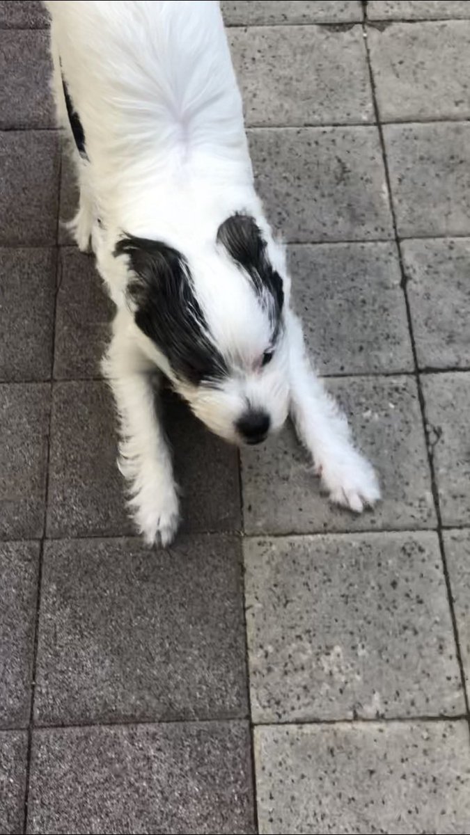 waxxvexx_'s tweet image. 바람과 싸우는 우리 집 강아지 보여드릴게요