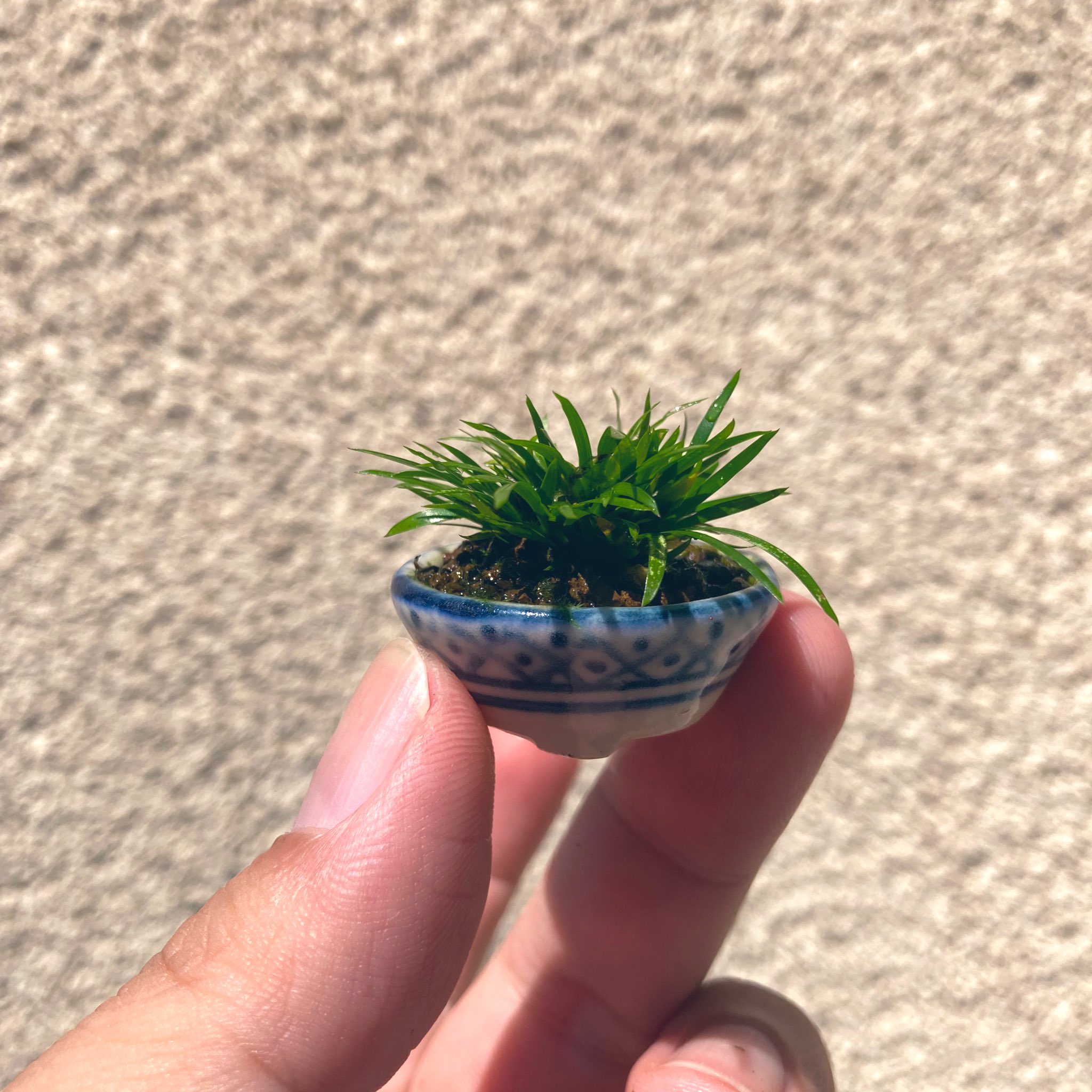 ⭐︎お盆特価⭐︎【完美品〜極美品】鑑定⭕️？くいぐるみ　ウルシク① ⭐︎お盆特価⭐︎【完美品〜極美品】鑑定⭕️？くいぐるみ