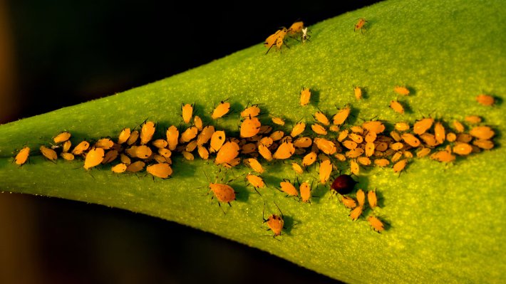 Vous imaginez-vous venir au monde déjà enceinte ? C'est pourtant ce qui arrive chez les pucerons, la grande majorité naissent déjà enceintes !
Les femelles portent en elles une femelle qui porte en elle une femelle... 🪆

🔎 nationalgeographic.com/news/2017/9/an…