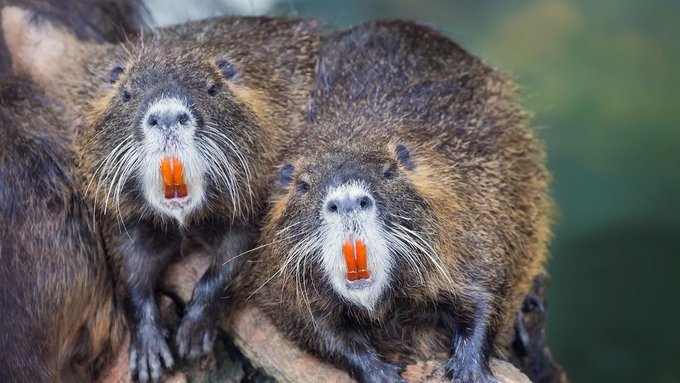 Les castors (tout comme les ragondins et les rats musqués) possèdent des incisives orange parce qu’elles contiennent du fer.
Le fer, exposé à l'air libre, rouille et devient orange !  

🔎 salamandre.org/forum/pourquoi…