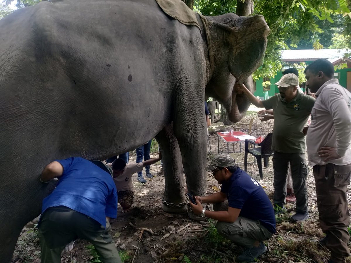 Mangaldoi Wildlife Division tweet media