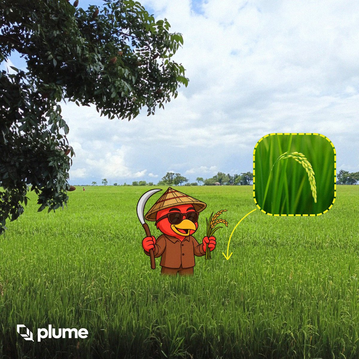 Inevitable589's tweet photo. Hi Goons, I just want to share my entry for the latest contest of @plumenetwork ➜ #GoonsTokenize
I recently visited my hometown province, and when I saw these fields, it came to my mind that this is a really good idea for tokenization. I grew up with scenery like this and I know how important rice fields are to people in our town because they are the backbone of our community.
Now imagine if this goes onchain. Even a normal citizen who doesn’t have land to plant rice could still take part. Farmers would gain fair access to capital, investors could earn real yield from the harvest, and rice as a staple food becomes a real onchain asset.
We’ve already seen it with @DatoDurian, where @plumenetwork will tokenize Musang King and Black Thorn durian farms. If durians can go onchain, then I believe rice fields on Plume Network are possible too.
@PlumeGoon @plumenetwork #plumenetwork