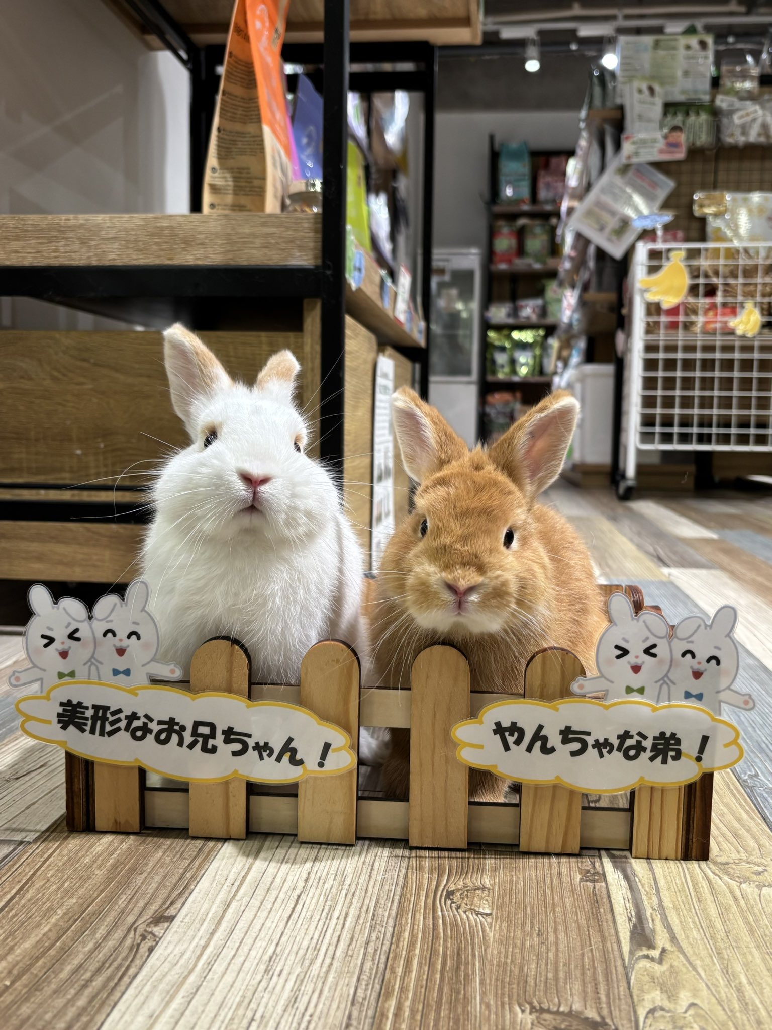 ぽてうさろっぴー 【koha-♡さまお取り置きページ⠀】 ぽてうさろっぴーの商品一覧｜アミューズ公式オンラインショップ