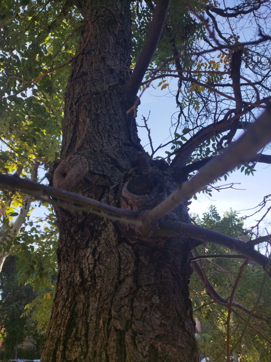 Mañana 1 de septiembre comienza el #TiempoDeLaCreación, hasta el 4 de octubre, día de San Francisco de Asís.
#LaudatoSi
#SemillasDePazyEsperanza"

cdeimadrid.archimadrid.es/1-septiembre-d…