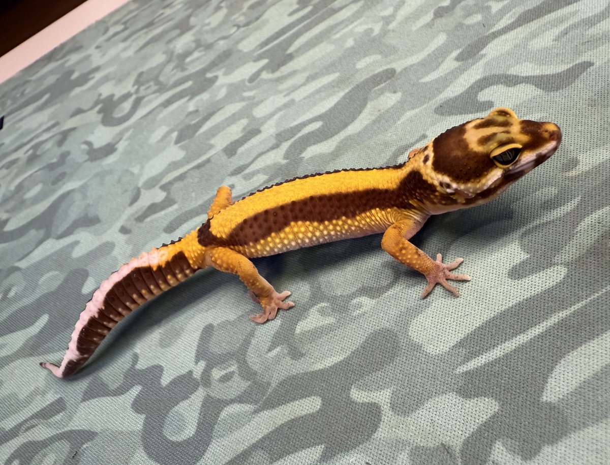 REPTILES TOKYO 秋葉原本店 on X: 