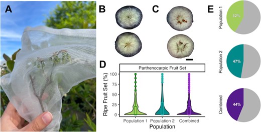 Hortres's tweet photo. Molecular breeding boosts blueberry parthenocarpy, reducing pollination reliance. #BlueberryBreeding #Parthenocarpy @OxfordJournals
Details: https://t.co/XRC0RolYJR https://t.co/sfYHfFzxKL