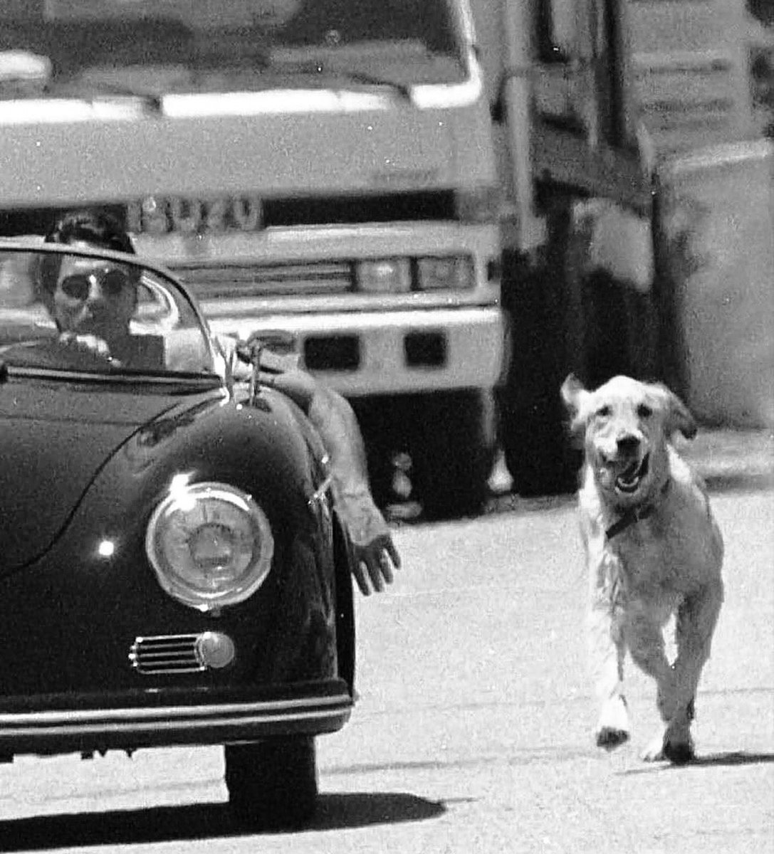 İlk aşık olduğum kişinin yaptığı birçok ihanetleri çok kez affettim.. sanırım iki yıl dayandım..
bu dünyadaki en iyi canlıya yatırım köpektir.. ihaneti olmaz.. seni çok sonra görse bile ilk günki gibi mutlu olur..çabalar..gidiyor musun belki 1000 km yürür ve bulur evine döner..
