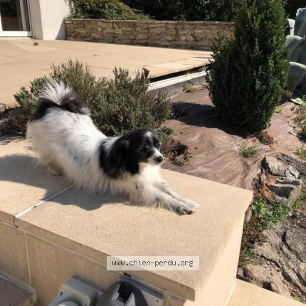 BRINDILLE851's tweet image. #382764 Cali chien perdu à TREIZE SEPTIERS - Chien Perdu France  est quasiment sourde et malvoyante