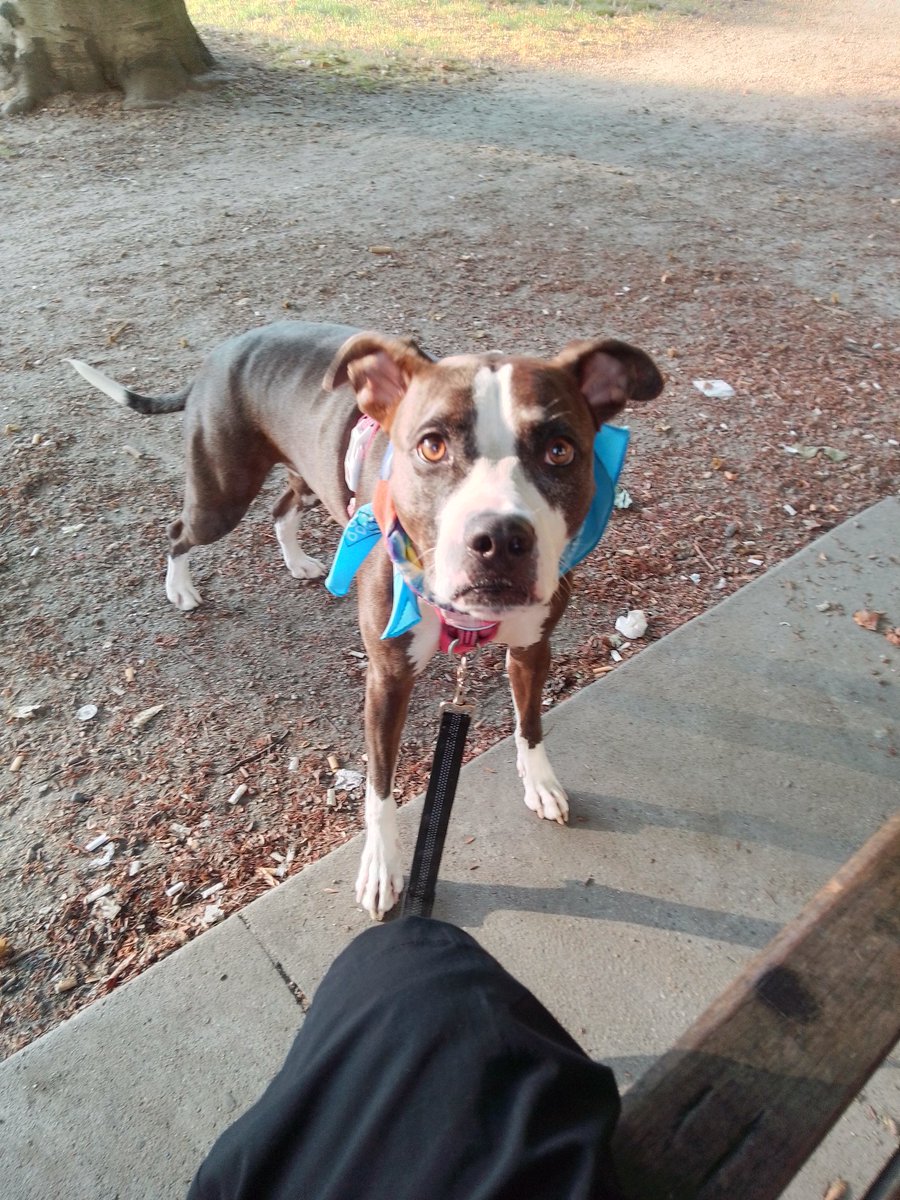 LebrockTony's tweet photo. SatππποΈβ Riley's Taking It In!!!ππΎππππππΎππΎ
#parkvibes #dogpark #doggie #dogwatching #sunsetvibes #dogdaysofsummer #pitties #takingovertheworld #brindle #StaffieSaturday #takingitin
#MadamRiley #afternoonvibe https://t.co/XKqi9YRlKL