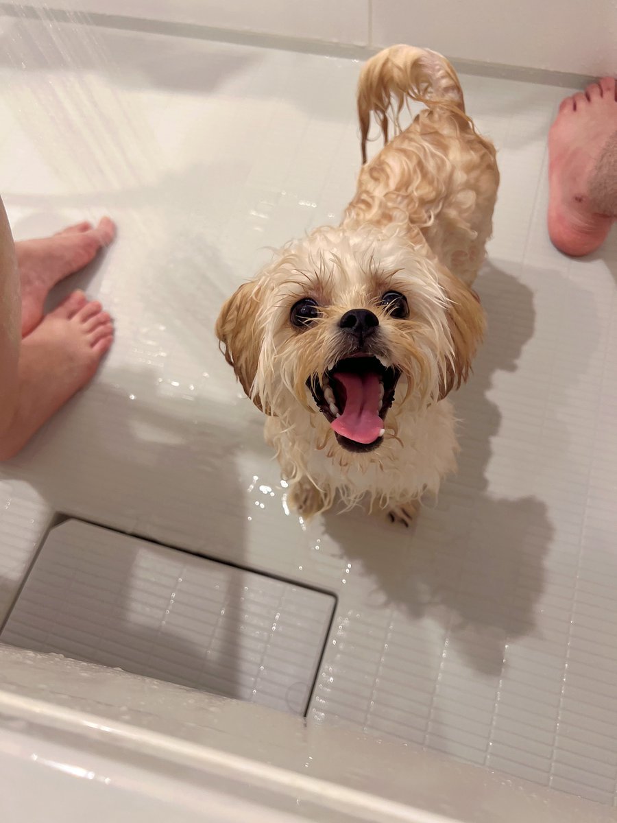 いぬちゃん洗うよ