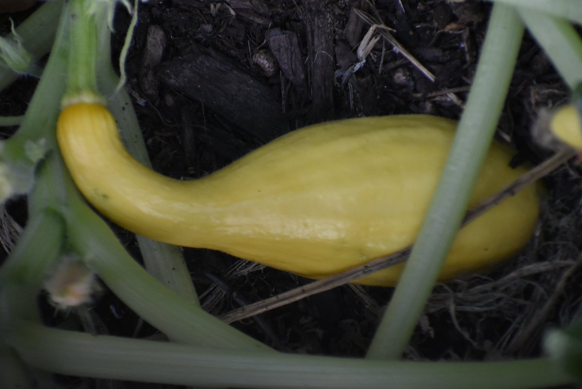 Sunday morning in #mygarden ☕️🌞 #FlowersonX #GardeningX #SundayYellow