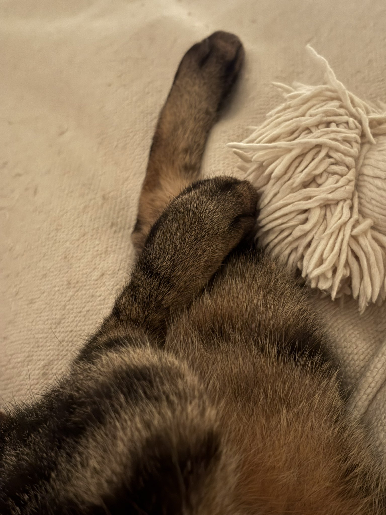 きじとら - Cerca / X