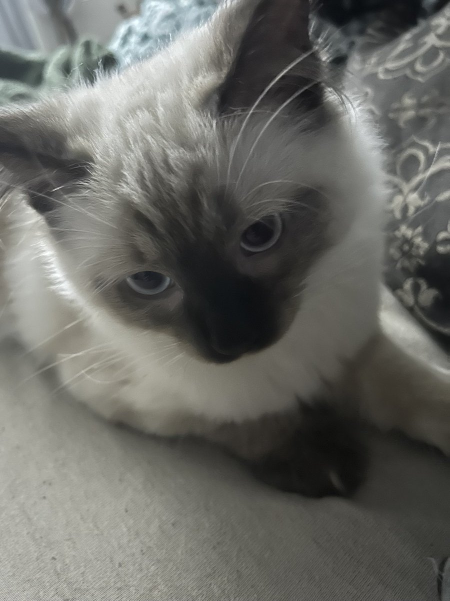 _LuvrMai's tweet image. New #moothunt #mootstwt
——˙⋆✮ #promotwt ✮⋆˙ ——
                  mai , 22 ⋆
        valorant, fortnite, bg3
      Repo, overwatch, apex
       ——˙⋆she/her˙⋆——
                    ♡ &amp;amp; ↻
♡︎/⟳ for moots + i follow back :3 #valotwt  #moothunt #promotwt #owtwt #Anitwt