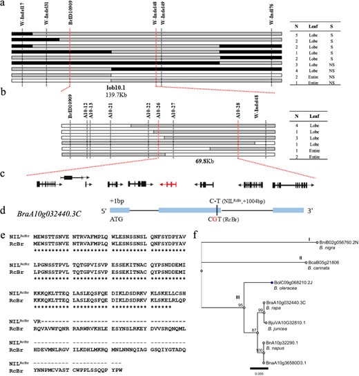 Hortres's tweet image. Discovered BrRCO gene key to leaf lobe formation in B. rapa via BrRCO-BrACP5 pathway. #LeafDevelopment #BrassicaGenetics @OxfordJournals 
Details: doi.org/10.1093/hr/uha…