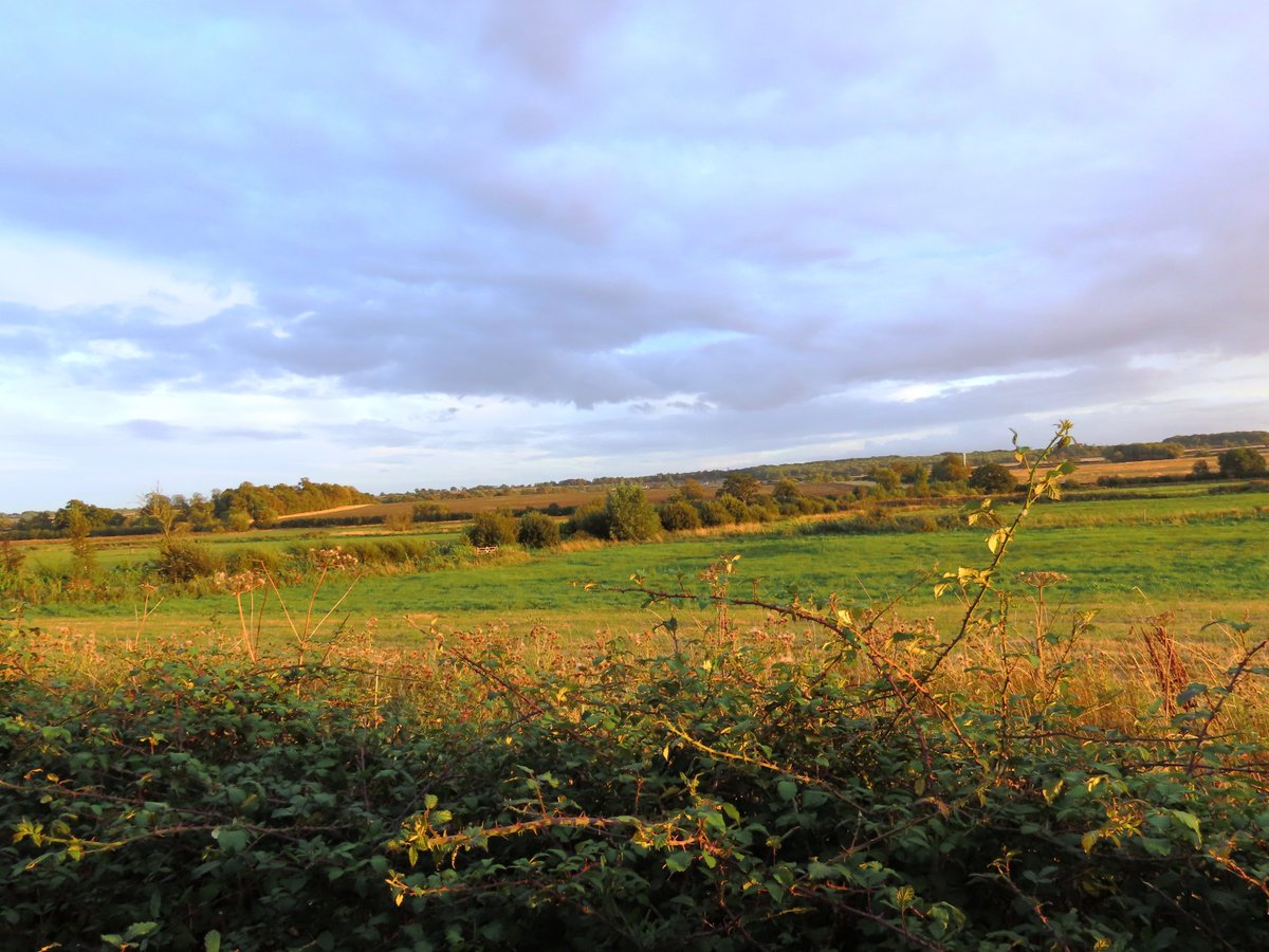 Hawkandowluk's tweet photo. Join us for a peaceful sunset stroll at Shapwick Moor! Spot wildlife and enjoy hot chocolate. Next walk: Monday 29th September at 10 am. Book now! https://t.co/huV4lfqglx #WellWomanWalk #NatureTime #SunsetStroll #MindfulMoments https://t.co/EblrDOj3qT