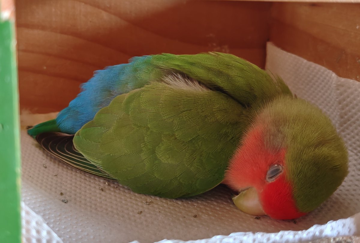 毎回心配になる寝姿のすだち🥰
全力ねんね🦜zzz
#コザクラインコ
#コザクラかわインコ協会