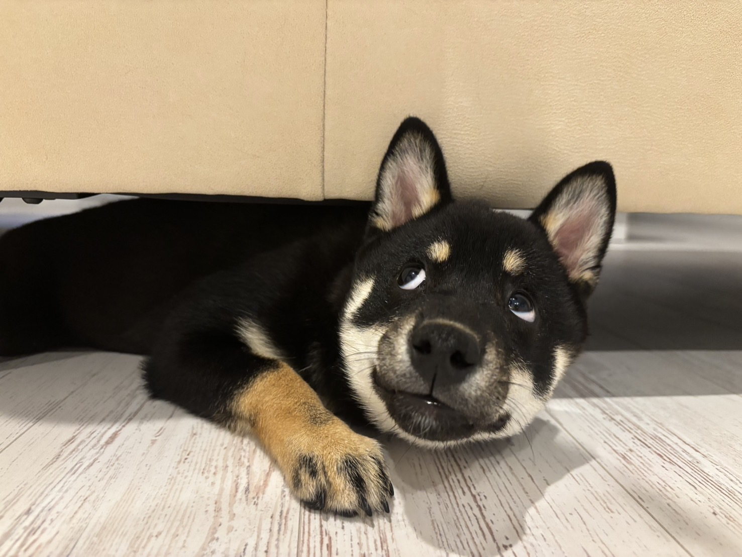 黒柴あおい 黒柴あおい🐾 on X: 