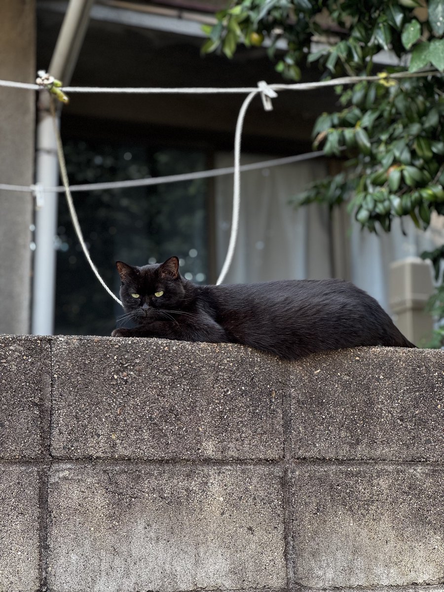 こちらは気持ちを落ち着かせるためランニングしてる人間を眺めているニャン様です🐱
お久しぶりです🗣️