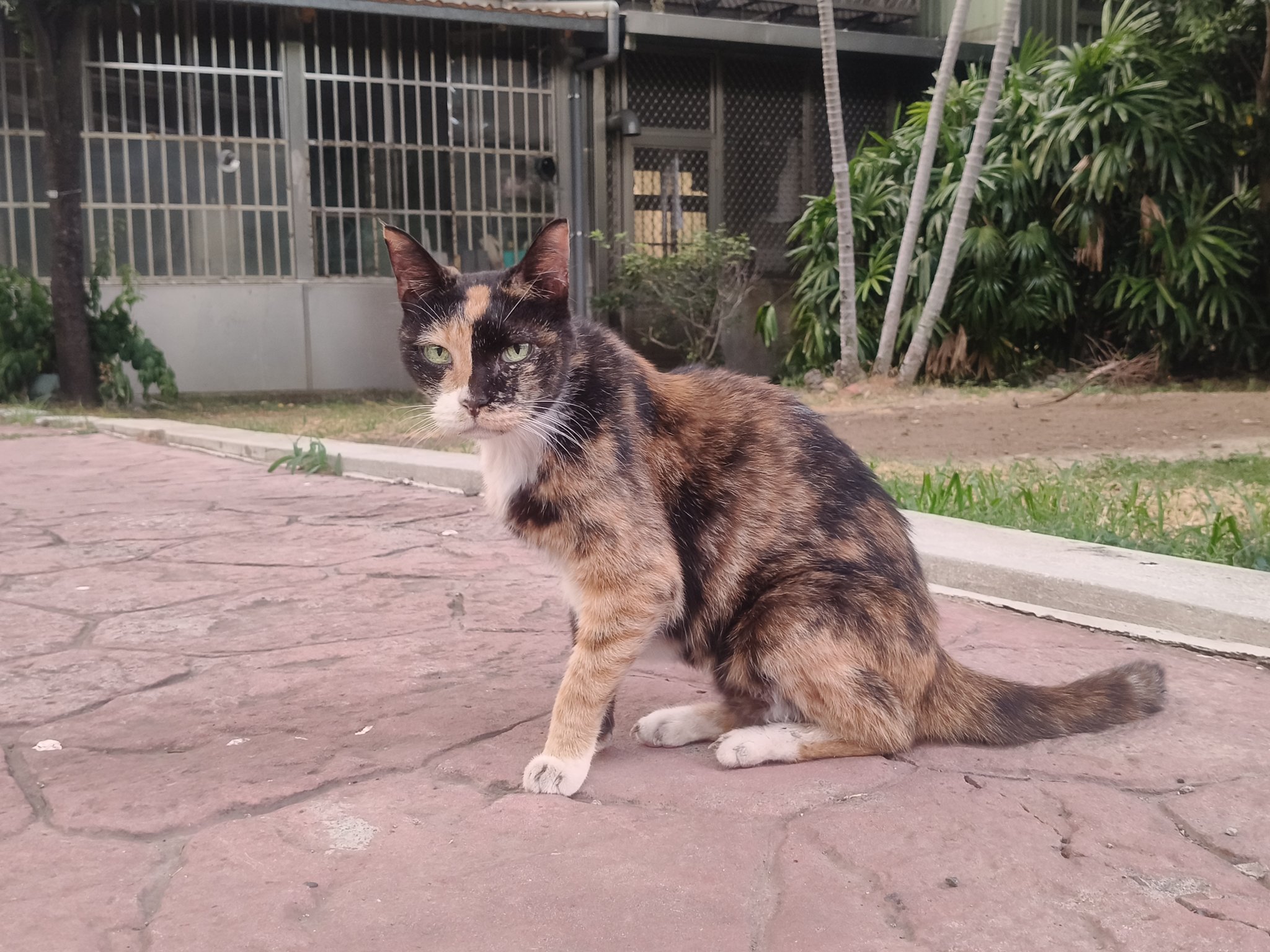 雪猫 雪猫 雪貓（SnowNeko） (@SnowKuroNeko_) / X