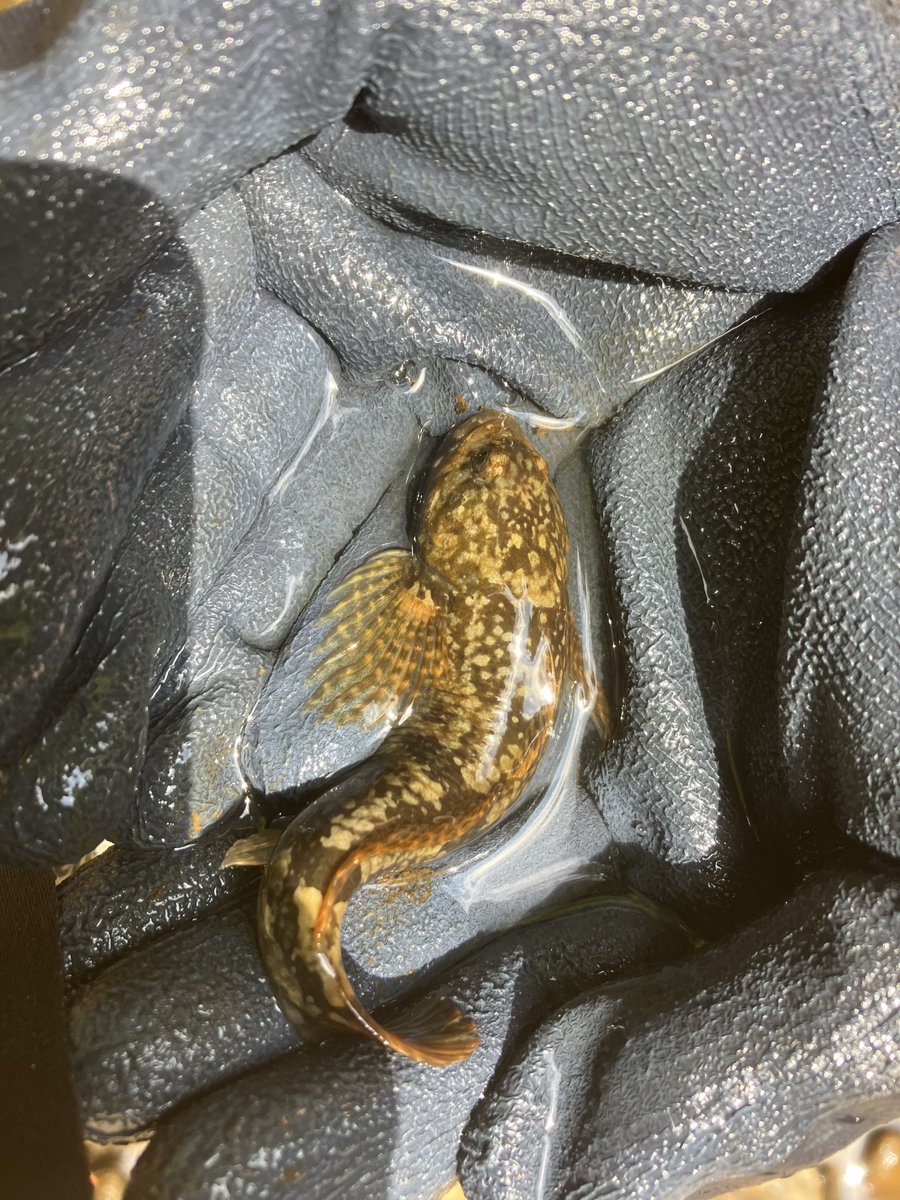 𨫤毛爺 (@higedebujijii) on Twitter photo 