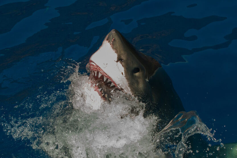 Tiredearth's tweet photo. Sharks’ teeth are crumbling in acid seas
#TiredEarth #Acidification
🔗https://t.co/eJKjvr4Lyv https://t.co/NwBjwkYfKF