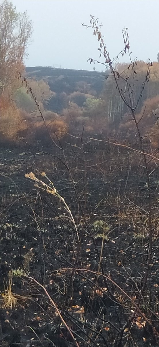 PASEOS INCENDIARIOS

HILO

1/4

Entre #Canillejas y #Valcuende hay una parte quemada y la otra que no. La quemada corresponde a Palencia, la que no a León. Estamos en plena frontera.

Tim Burton estaría encantao de rodar aquí la segunda parte de Sleepy Hollow. Ojalá no fuera así.