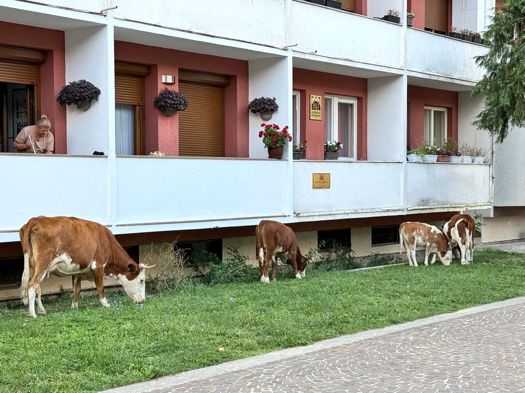 Good morning from #Peja where the cows are highly domesticated...

#Peje #Kosovo