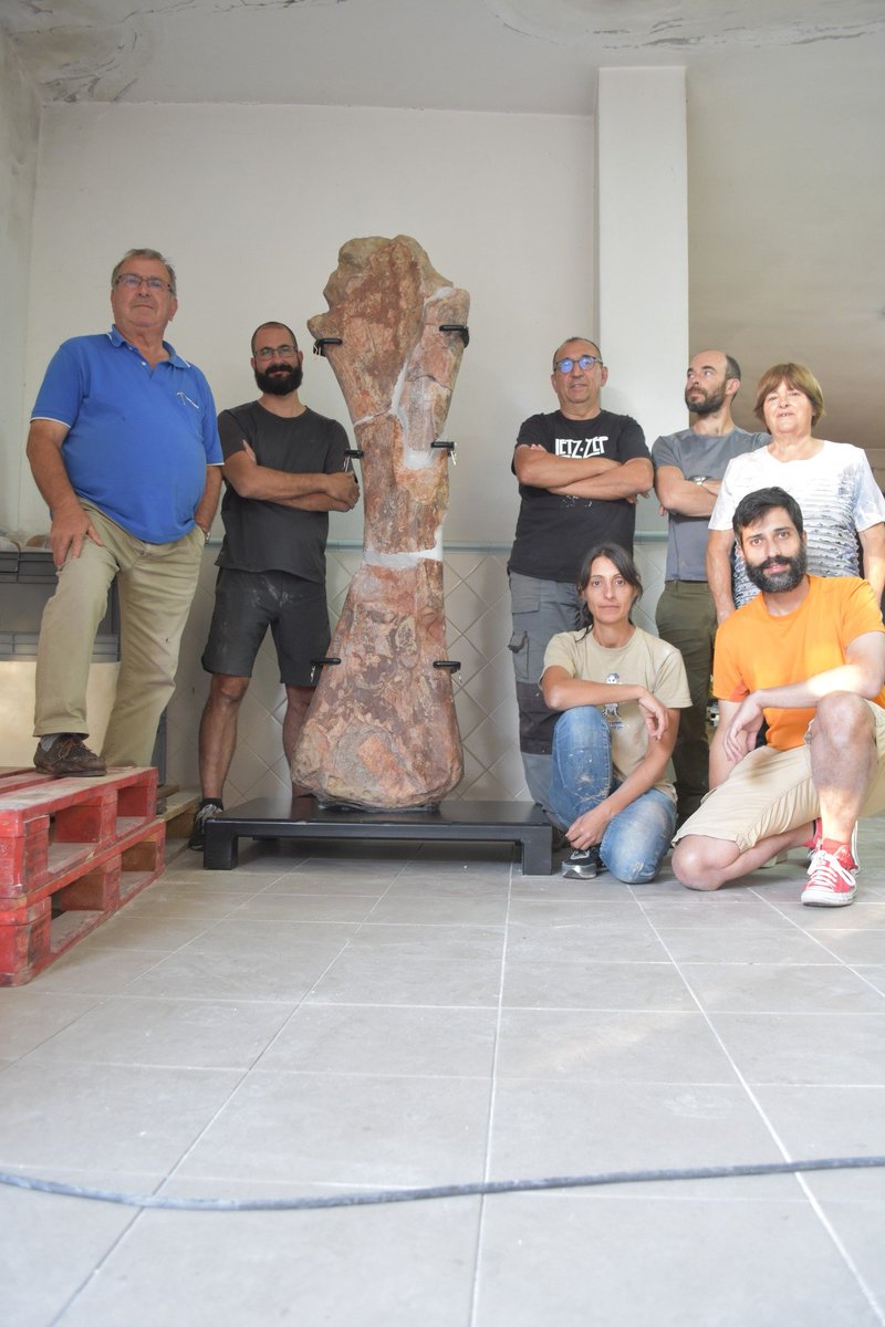 PD_Mocho's tweet image. We recently moved a nearly 2-meter-long brachiosaurid humerus, originally mounted in 2021. It’s part of our research on Late #Jurassic sauropods—more news coming soon! 🙂

#dinosaurs #paleontology #Portugal #pombal