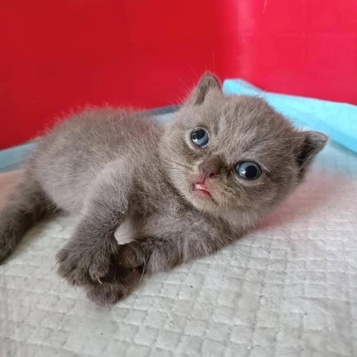 ถ้าเฮียจุ้งเปนแหมว <a href="/fyusangwonx/">เฮียจุ้ง</a>