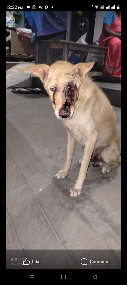 #SaveIndiandogs
#nodogsnovote
#Awaranahihumarahai they say kids are not safe. I say kids are the reason they for their own life at risk. Humans your hatred is deliberate that shows your brain is the problem not the voiceless
