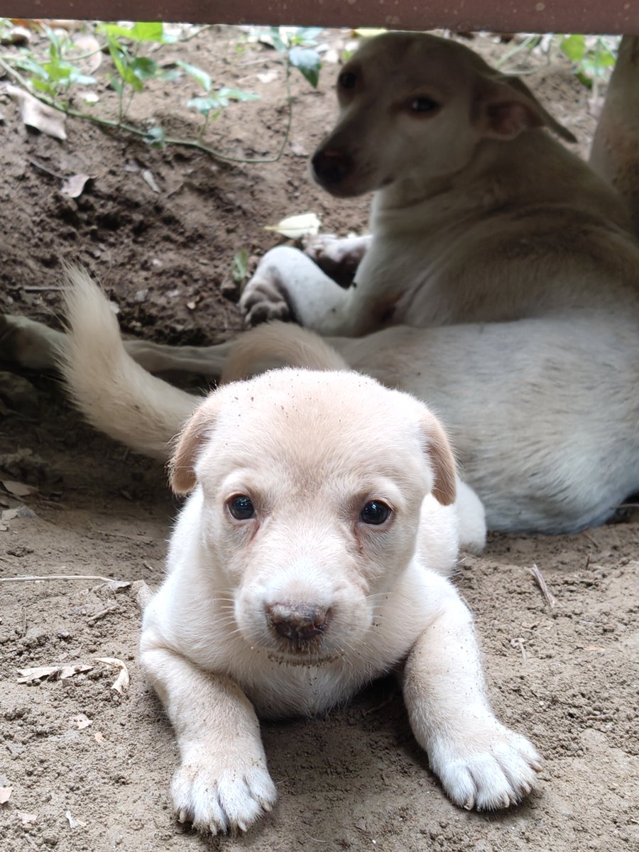 Harshieei's tweet photo. Strays deserve love, not neglect! Support feeders, not their harassers. Push for animal welfare laws. No dogs, no vote!  #SaveIndianDogs #NoDogsNoVote https://t.co/VzyZvjhs5a