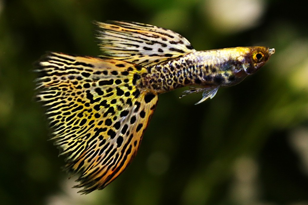 グッピー品種紹介