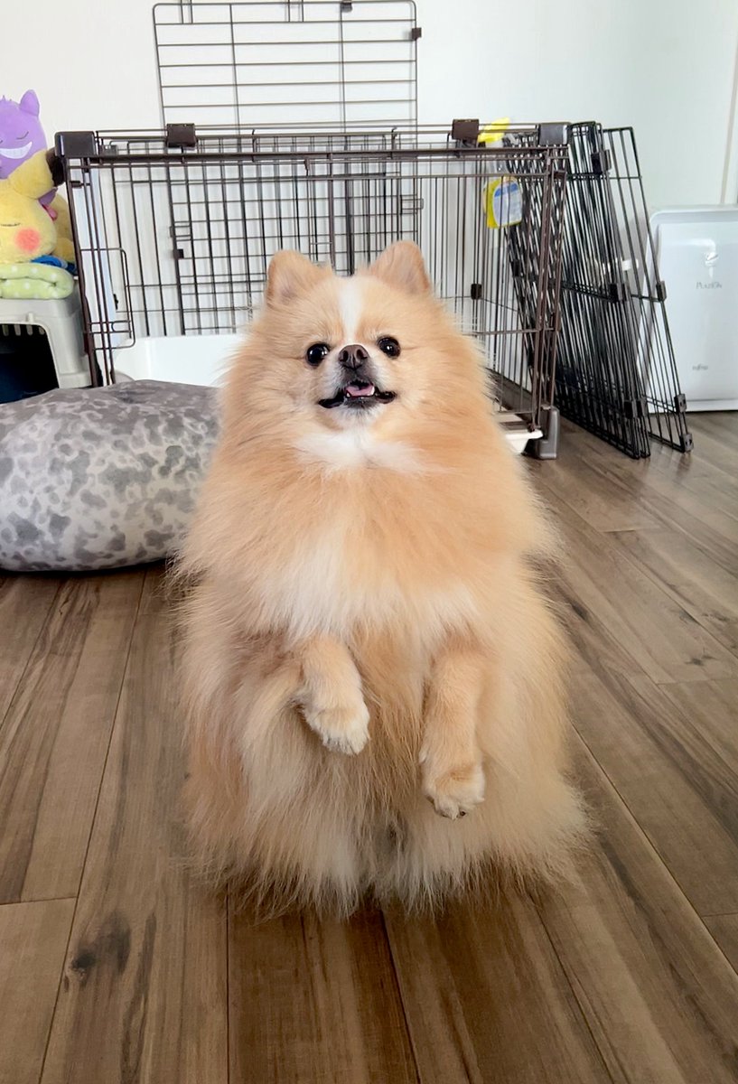 犬が遊びに連れてって！って一生懸命アピールしてるのに暑くて叶えてやれないのが辛い、太陽殴りたい