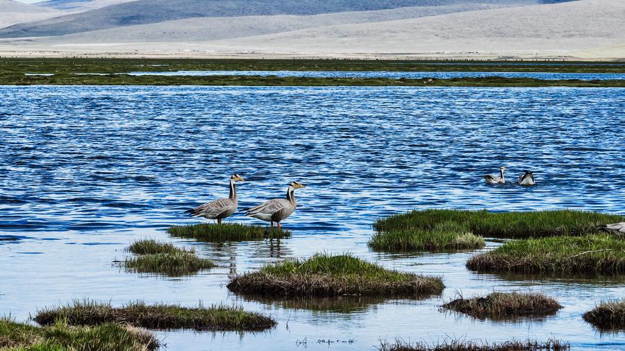 Ecological guardians serve on the roof of the world in NW China xhtxs.cn/6oj
