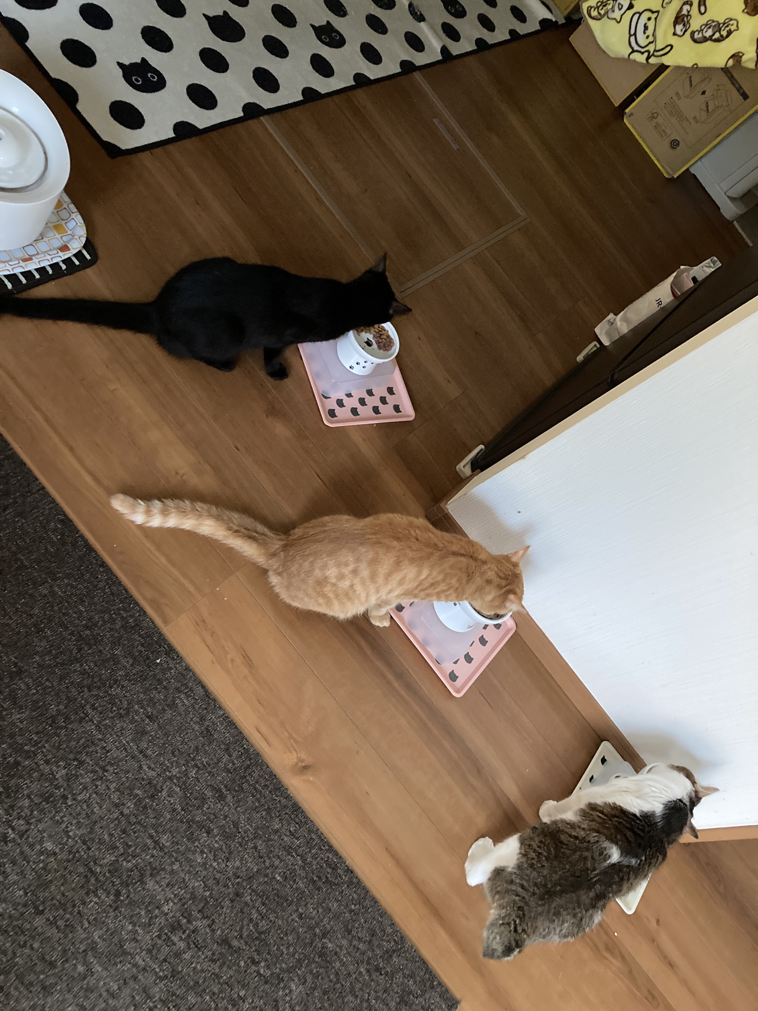 猫 20250828 夏末公园里的大公子🐱：大公子📸：FUJI gfx100s Lens